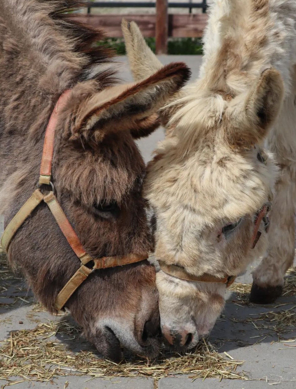 We stellen ons even voor....